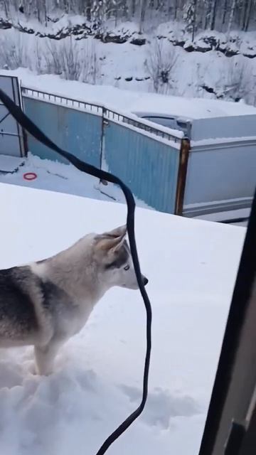 Погуляла #хаски #хаскивидео #хаскиприколы #хаскиголубыеглазки #сибирскиехаски #хаскидляласки #рек