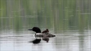 Common Loon Parent and Baby Chick (Piggy Back Fun!)