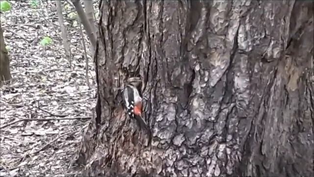 Большой пёстрый дятел смотреть онлайн