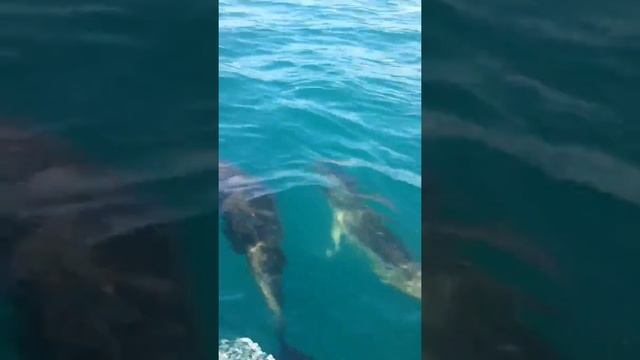 Дельфины смотреть онлайн