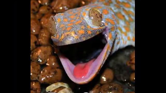 Gecko vs Gekko смотреть онлайн