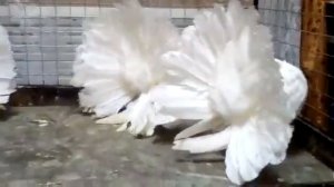 ГОЛУБИ ПАВЛИНЫ БЕЛЫЕ !!!