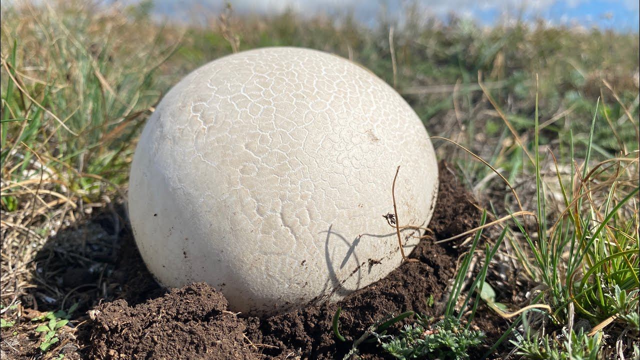 Это грибы или мячи?! НАЧАЛОСЬ! Открываю сезон грибов в Крыму! смотреть онлайн