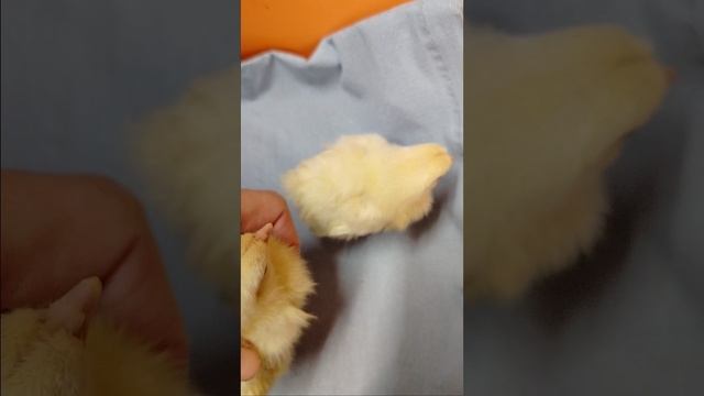 определяем пол ♂️ у суточных цыплят🐣