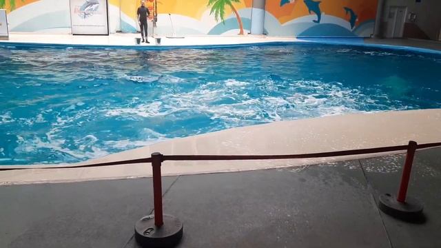 Dolphin Show in Istanbul | Dolphinarium | BELUGA WHALE/WHITE DOLPHIN смотреть онлайн