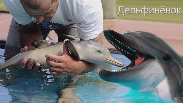 Дельфинёнок