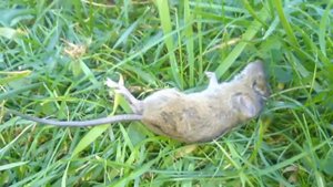 МЕРТВАЯ МЫШКА / DEAD MOUSE