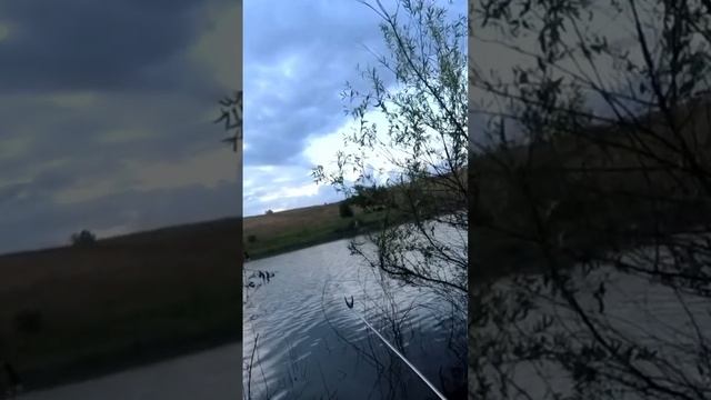 Рыбалка на поплавок!! Поплавок в августе! #поплавок #рыбалка #карась #карп #карасьнапоплавок #short смотреть онлайн