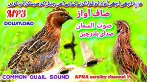common quail.bird sound from summer . batair ki Awaz.Звук самки перепела۔صدای بلدرچین۔صوت السمان