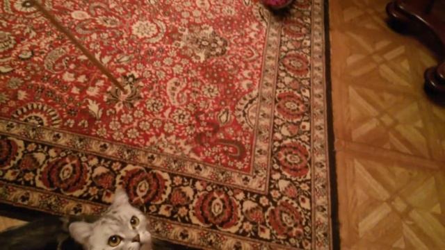 Дрессировка кота смотреть онлайн