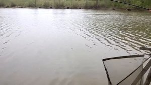 КАРП 10 КГ