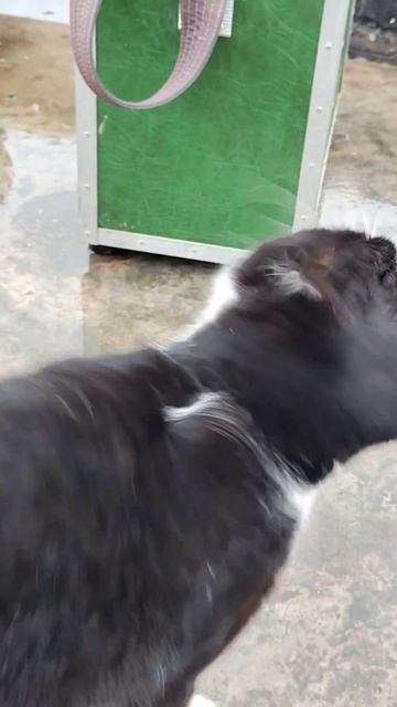 Кот и рыбалка, проверка улова