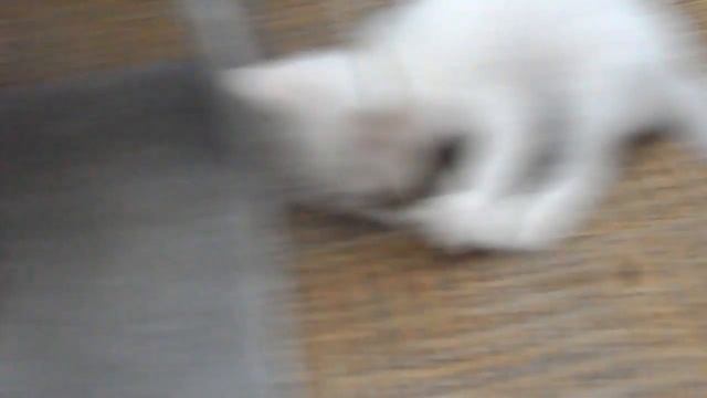 Котята в добрые руки, Волгоград,