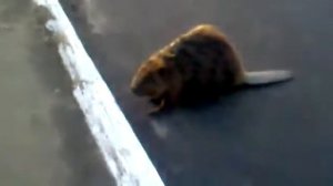 ЭТО БОБЁР!!!!!!!!!!!!!!!! САНЯ ЭТО БОБЁР!!!!!!!!!