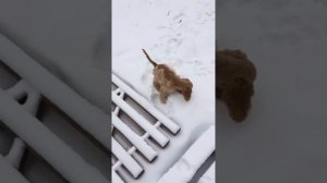 Айви и Алета