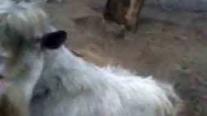 Говорящий козел