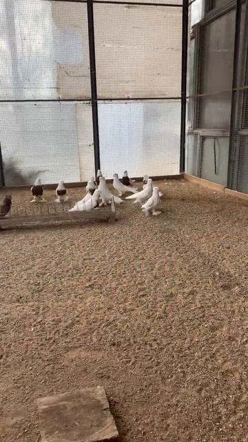 Андижанский голуби в Москве. смотреть онлайн