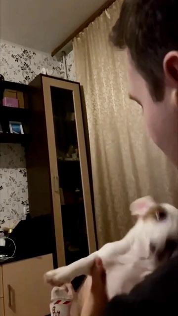 🔊 Беляш джек рассел танцует под Fata morgana / симба из короля льва #engsub #funnyvideos2023 смотреть онлайн