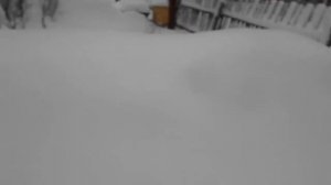 #Зимовка  #пчёл под снегом 2020