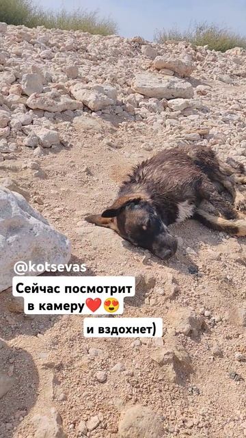 Собакен загорает на солнышке после купания) собрал возле себя столько народу #собакен #собаканаморе