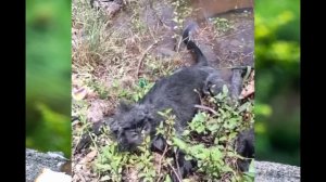 Poor Monkey Got Electricity Shock | Monkey electric shock