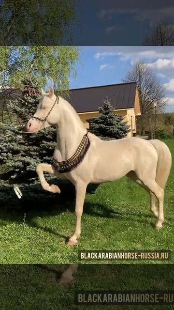 Изабелловый красавчик BIBI смотреть онлайн