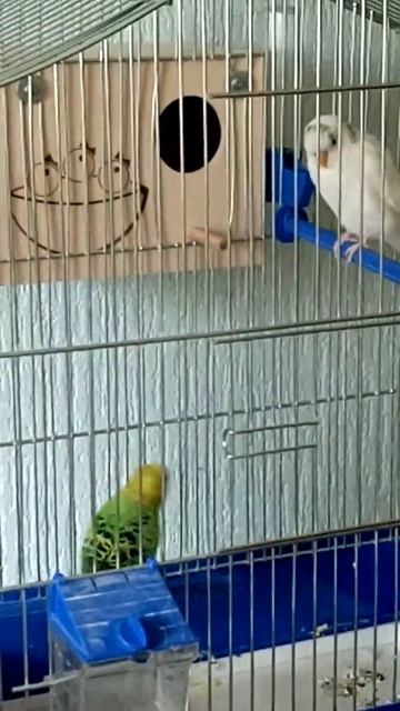 интересно! общение волнистых попугайчиков смотреть онлайн