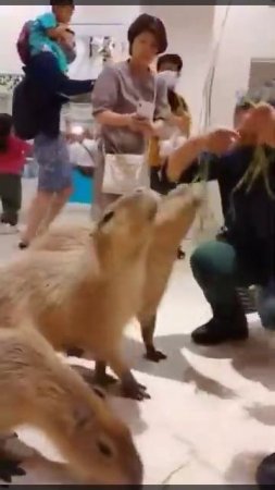 #Capybara feeding #harmful ,friendly social animal in Rodent family #happylife🇯🇵🥰😍Godisgood❤️💚