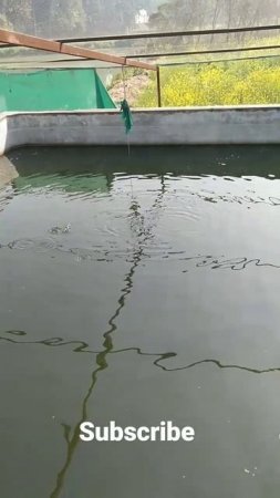 #pangasius in  the cement tank#