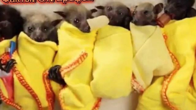 Факты о. Летучих. Мышах. ‼️‼️‼️😯😯😧😨 смотреть онлайн