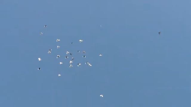 высоколётные  голуби  22