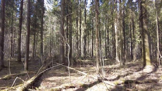 Прогулки по лесу. День за днем с дедом Многоведом. 21 апреля 2023г. Эпизод 549. смотреть онлайн