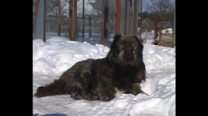 Сириус и Сайджан