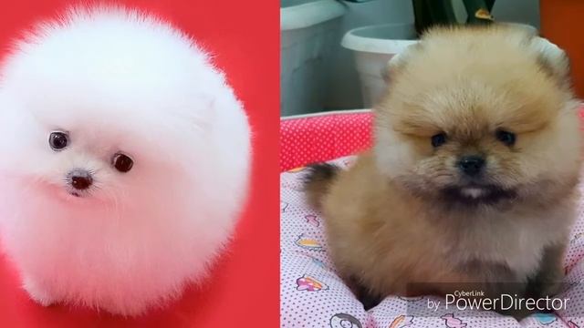 5 причин почему надо купить шпица?| у меня тоже есть||| смотреть онлайн