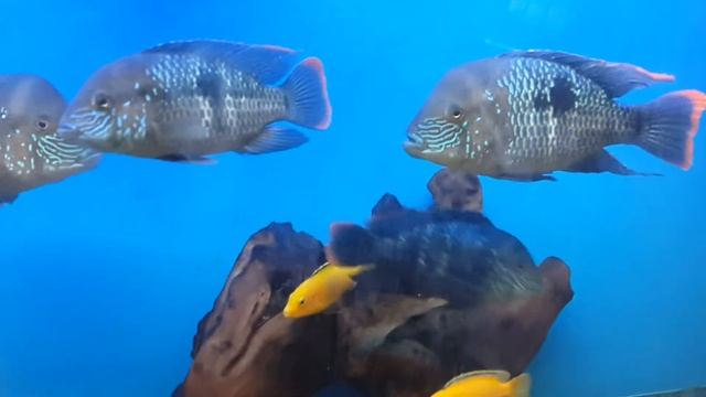 Самсунг ноут 3 смотреть онлайн