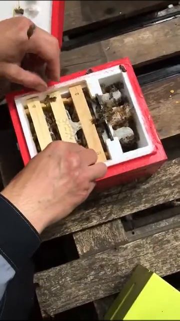 Отбор пчёломаток. смотреть онлайн