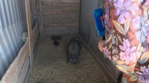 НА ДОНУ: Симфония фермерского подворья