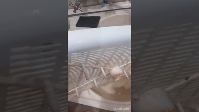 чем отмыть  кошачий горшок