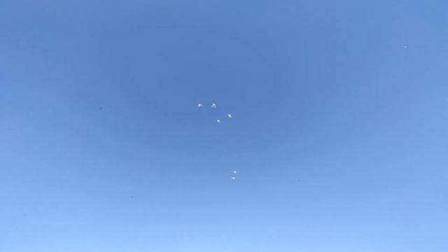 Молодые голуби начинают играть смотреть онлайн