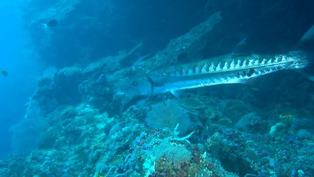 Giant Barracuda filmed around Panglao Island in the Philippines смотреть онлайн