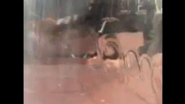 A cicada killer wasp (Sphecius speciosus) смотреть онлайн