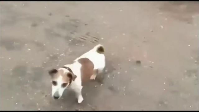 Собака И Пивная Кега! смотреть онлайн