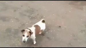 Собака И Пивная Кега!