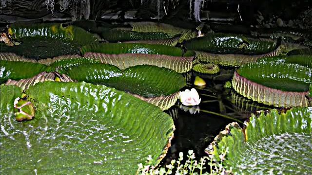 Victoria cruziana, antesi fiorale - Orto Botanico di Napoli смотреть онлайн