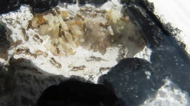 Tetramorium sp. смотреть онлайн