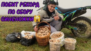 СТОЛЬКО СИНЕНОЖКИ Я ЕЩЕ НЕ СОБИРАЛА! СБОР ГРИБОВ В ТУМАНЕ