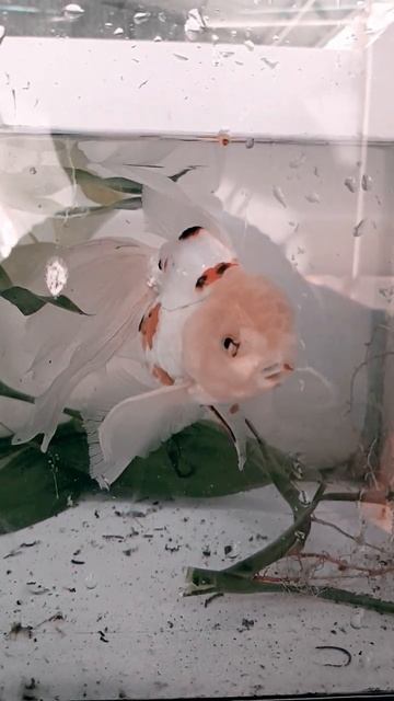 Midden tanks смотреть онлайн