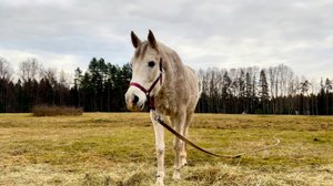 Лошади на выпасе теплой зимой, едят сено