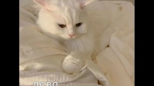 кто ты по 33