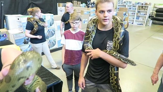 Anaconda's are part of the Boa Family смотреть онлайн